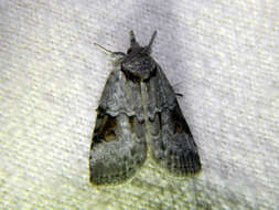 Image of Frigid Midget, Frigid Owlet, Willow Leaftier