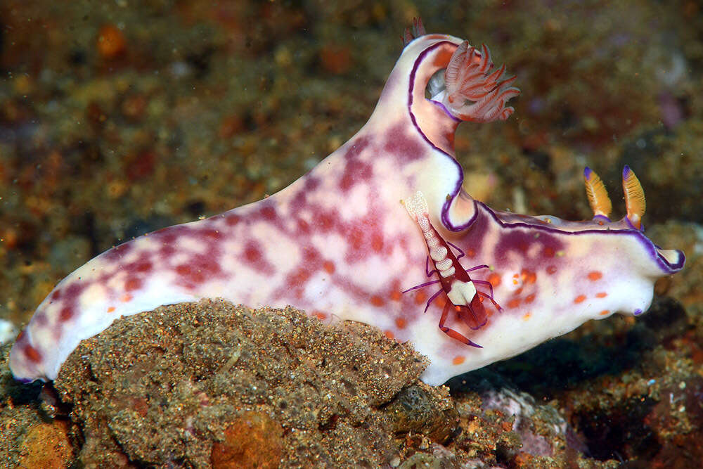 Image of Ceratosoma trilobatum (J. E. Gray 1827)