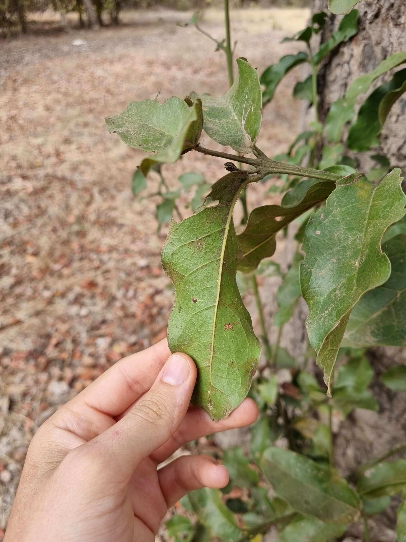 Слика од Beilschmiedia miersii (C. Gay) Kosterm.