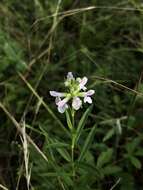 Plancia ëd Stachys hyssopifolia Michx.