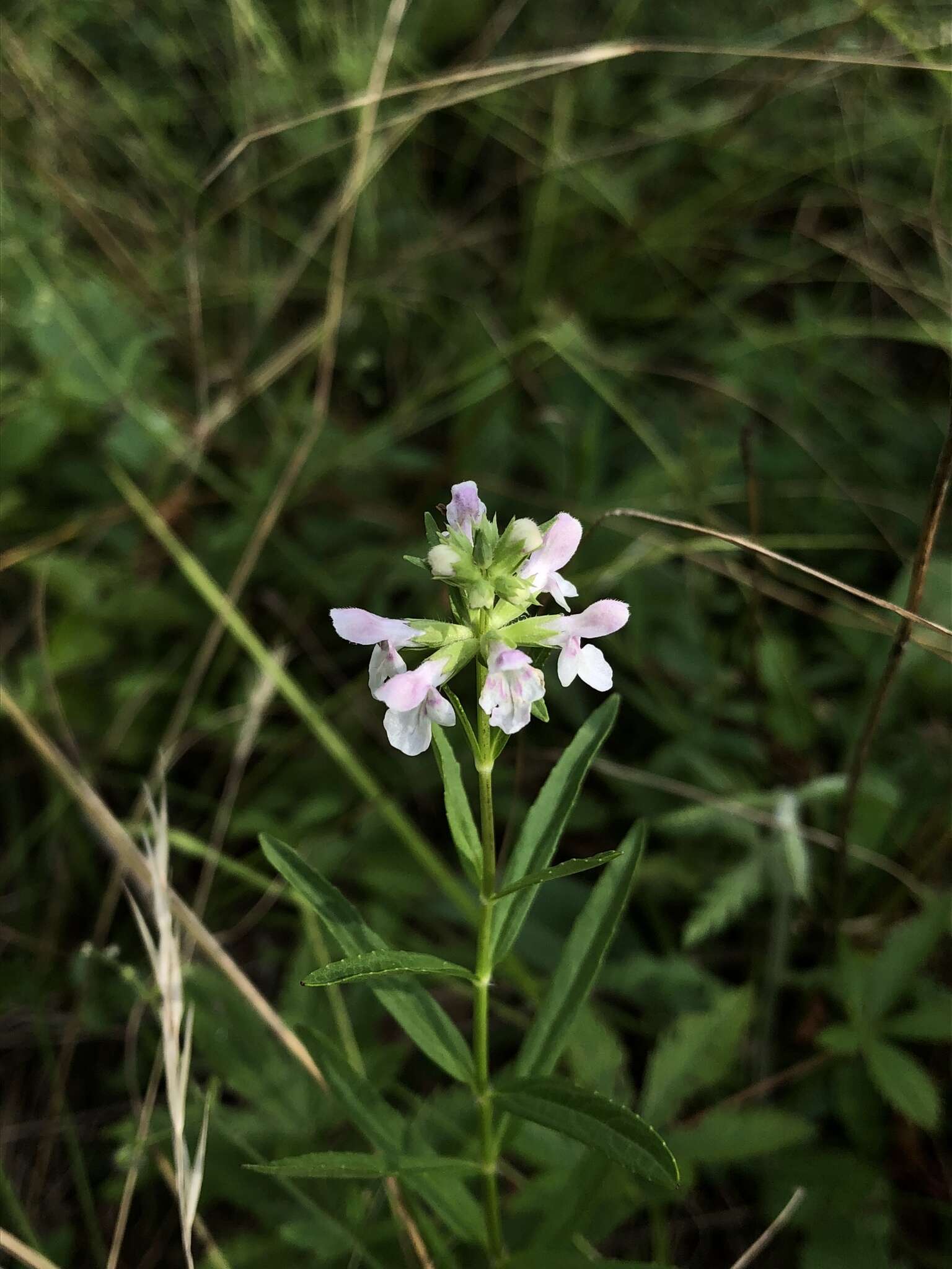 Plancia ëd Stachys hyssopifolia Michx.