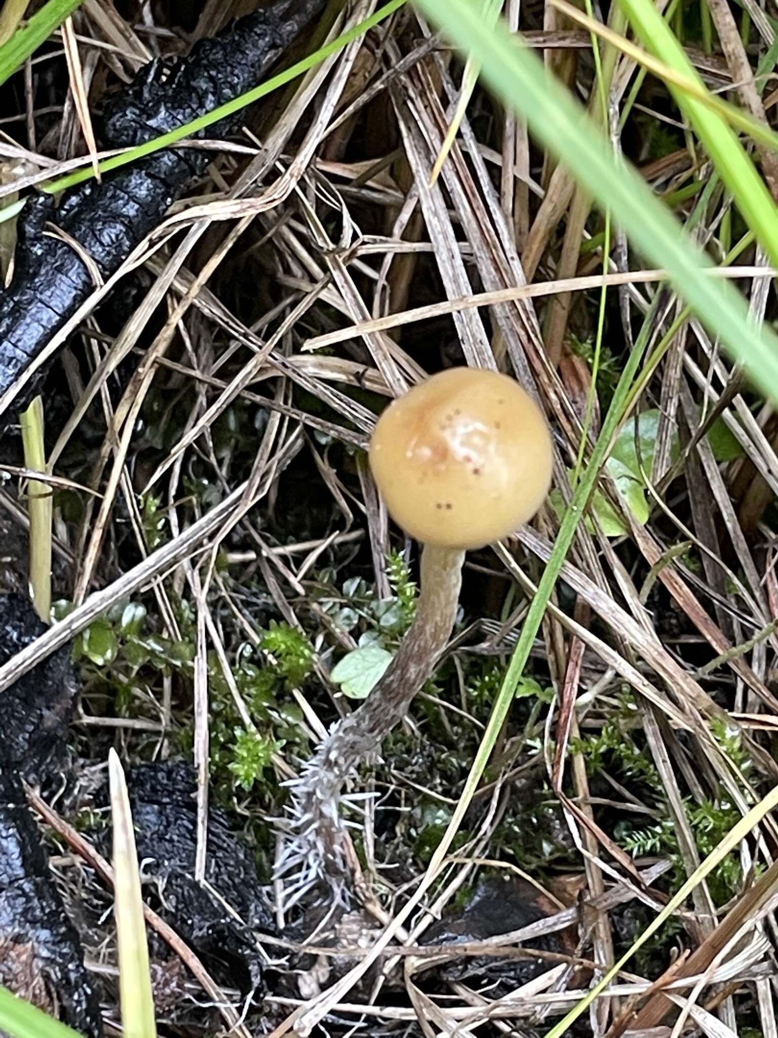 Plancia ëd Psilocybe aztecorum R. Heim 1957