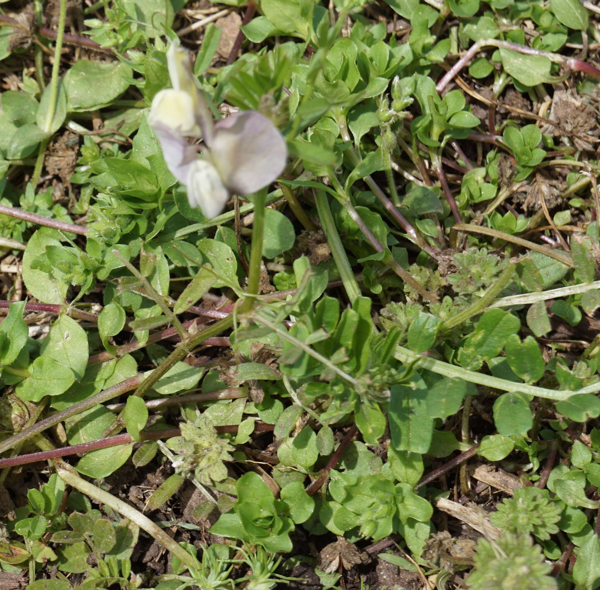 Image of large yellow vetch