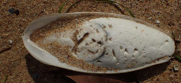 Image of Patchwork Cuttlefish