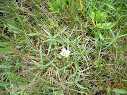 Image of Gentianella magellanica (Gaudich.) Fabris