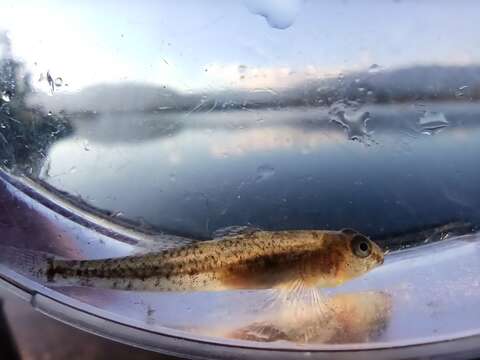 Image of Adriatic Dwarf Goby