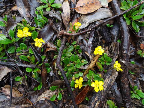 Image of Goodenia lanata R. Br.