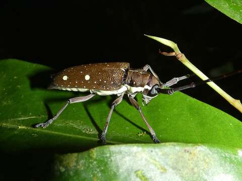 Image of Taeniotes xanthostictus Bates 1880