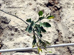 Image of tree tobacco