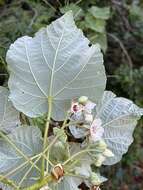 Image of Dombeya pulchra N. E. Br.