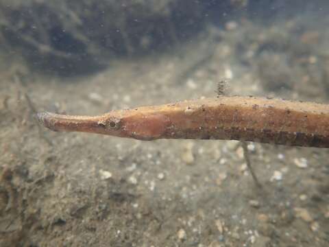 Image of Banded freshwater pipefish