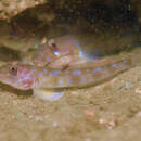 Image of Scaly-nape tentacle goby