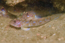 Image de Oxyurichthys auchenolepis Bleeker 1876