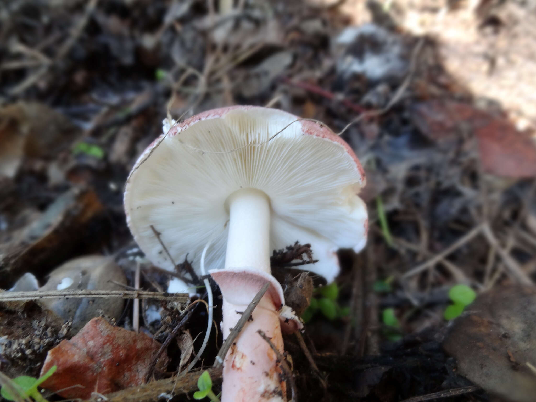 Image of Lepiota decorata Zeller 1929