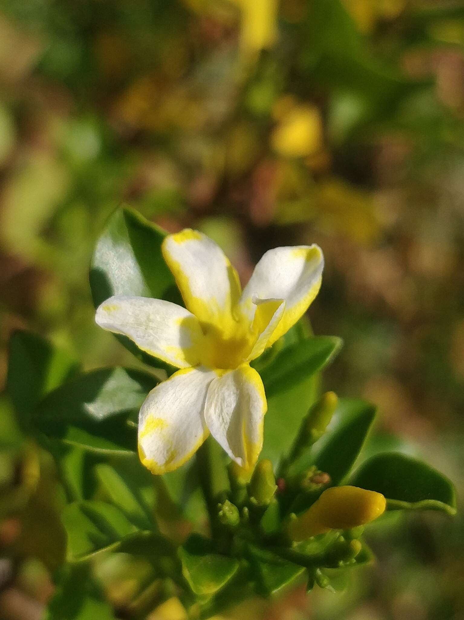 Image of Chrysojasminum odoratissimum (L.) Banfi