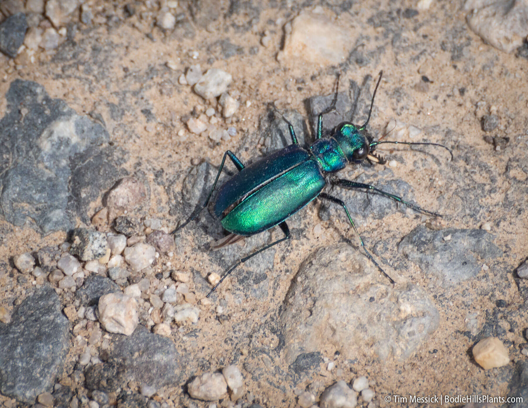 Image of Cicindela (Cicindela) plutonica Casey 1897