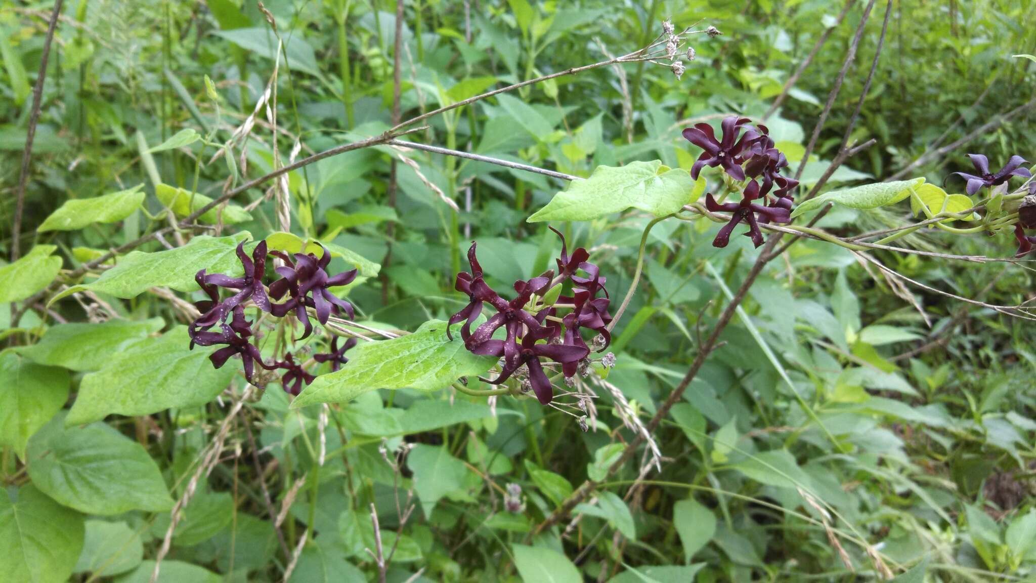 Image de Matelea carolinensis (Jacq.) R. E. Woodson