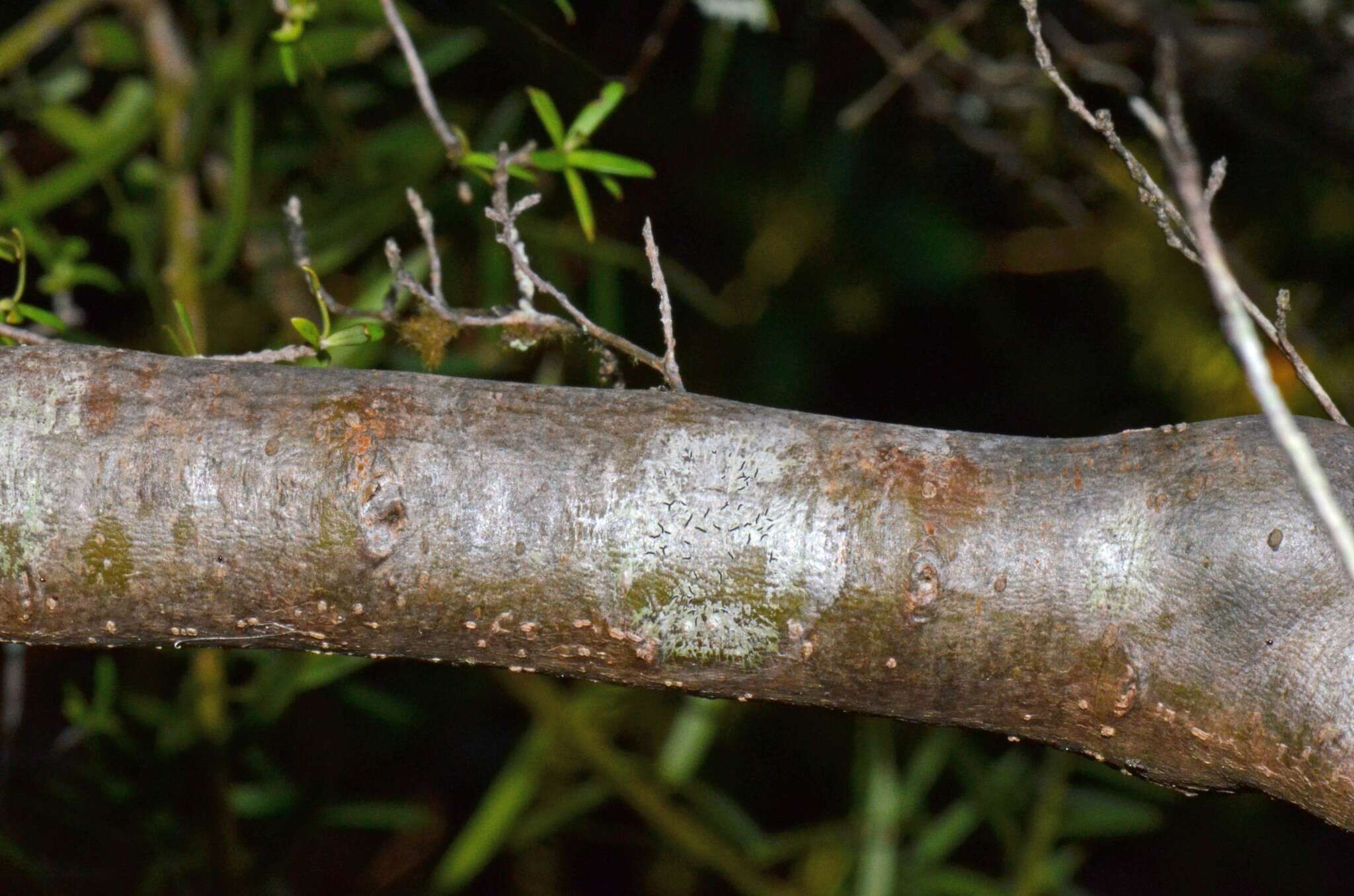 Image of Coprosma microcarpa Hook. fil.