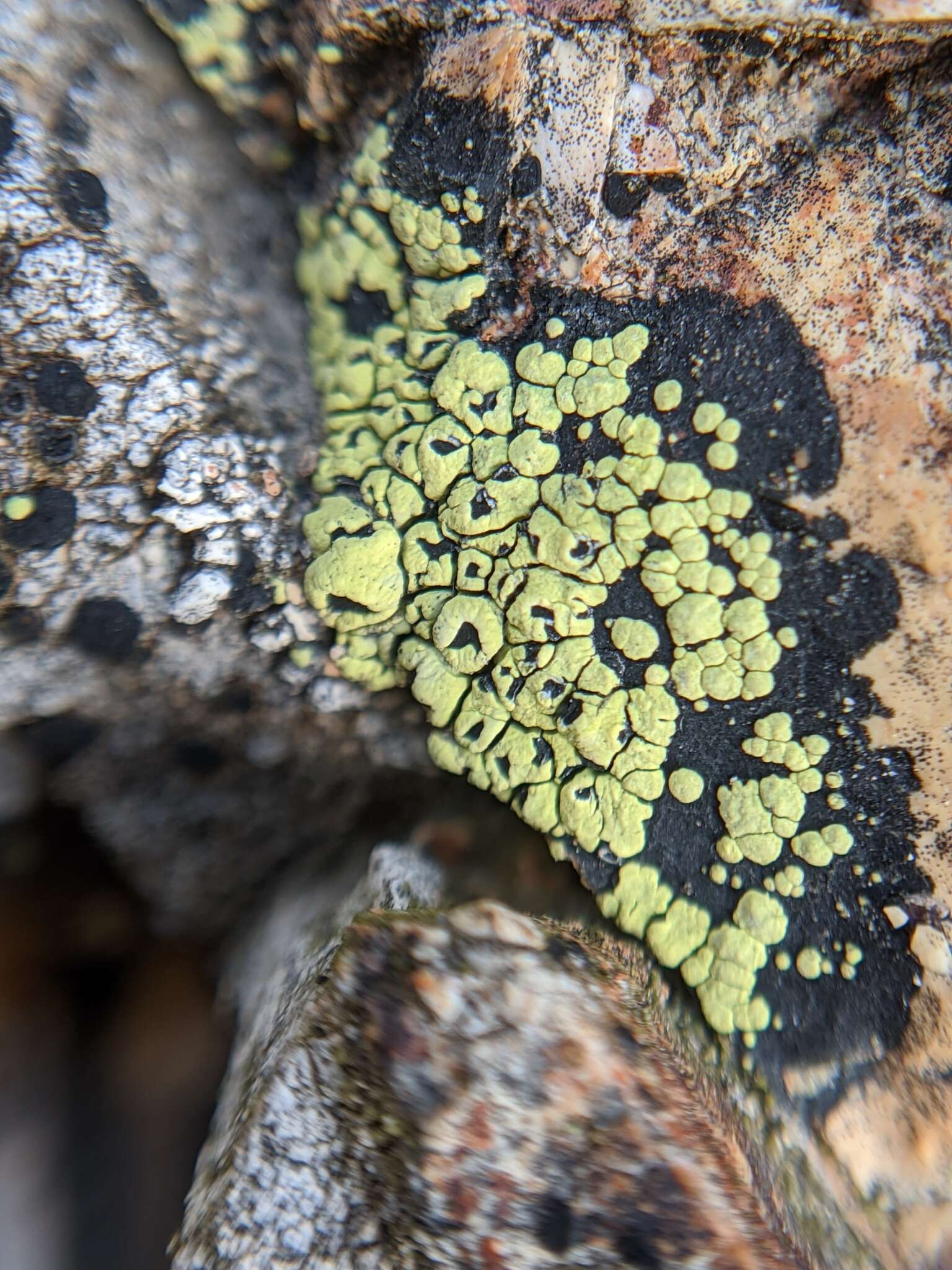 Image of lecanora map lichen