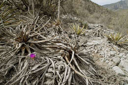 Image of Thelocactus rinconensis subsp. freudenbergeri (R. Haas) Mosco & Zanov.