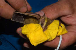 Image of Heller's Broad-nosed Bat