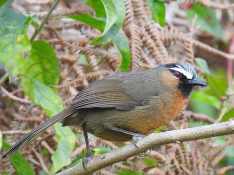 Image of Montecincla Robin et al. 2017