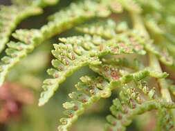 Image of American Alpine Lady Fern