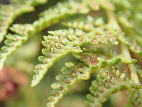 Image de Athyrium americanum (Butters) Maxon