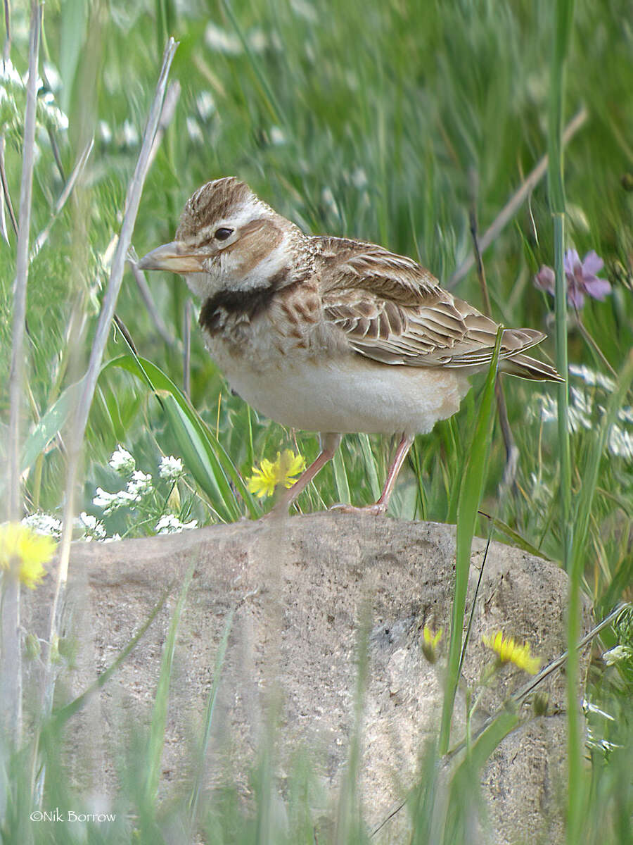 Image of Bimaculated Lark