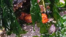 Image of Orange Sea Cucumber