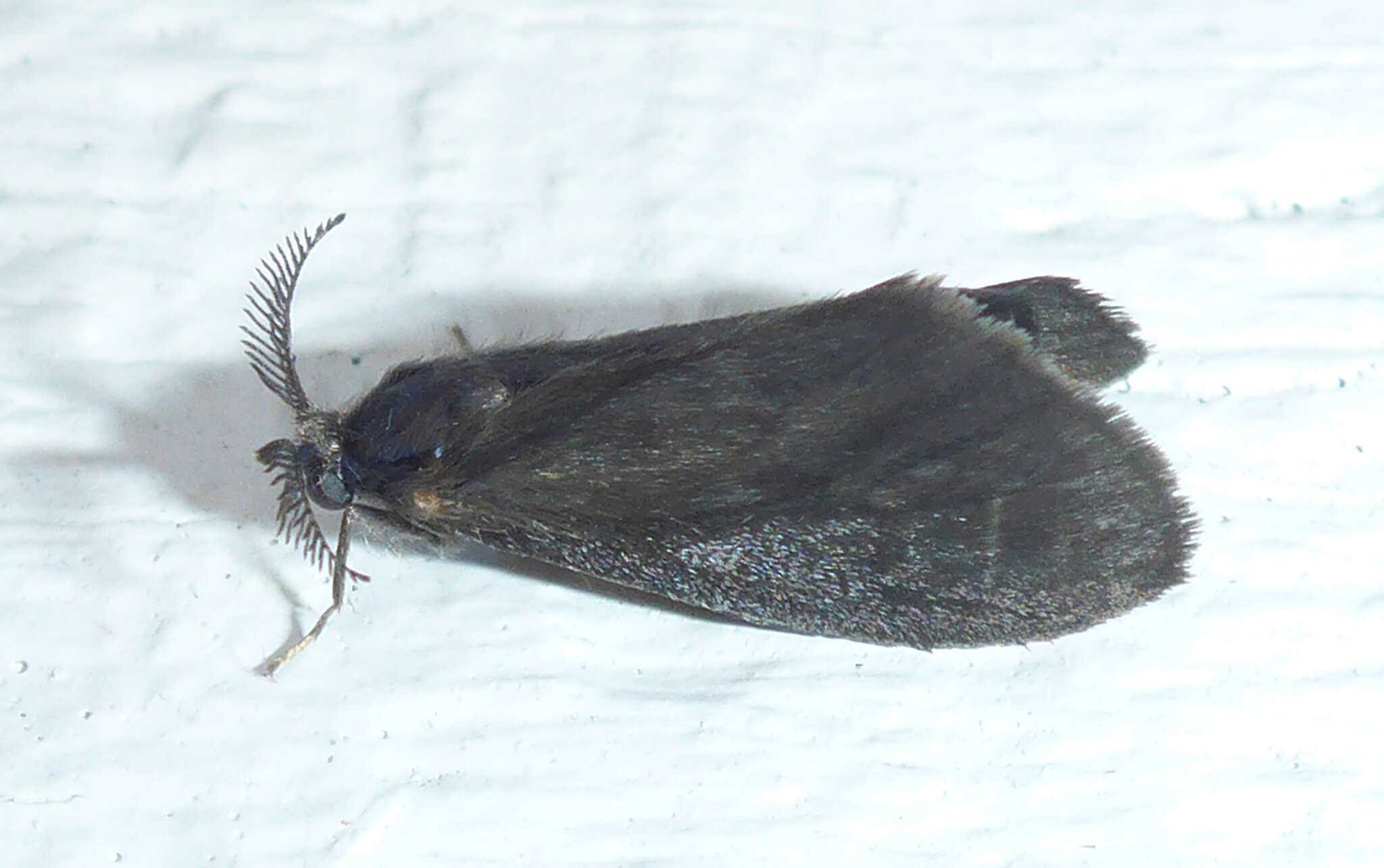 Image of Grass bagworm