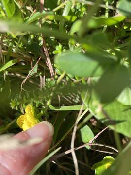 Image of Hibbertia vestita var. thymifolia Benth.