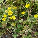 Potentilla hyparctica var. nana (Willd.) Hulten resmi