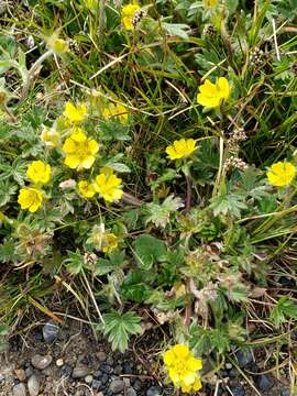 Potentilla hyparctica var. nana (Willd.) Hulten resmi