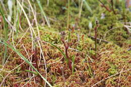 Image of pod-grass family