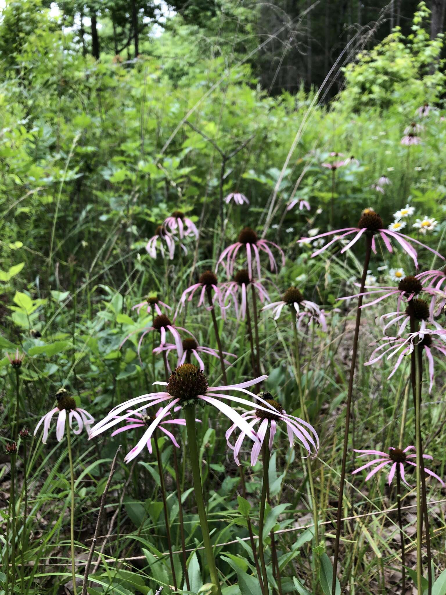 Imagem de Echinacea laevigata (C. L. Boynt. & Beadle) Blake