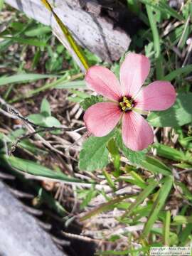 Image of Turnera sidoides L.