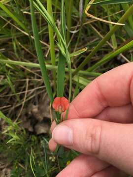 Image of Round-seeded Vetchling