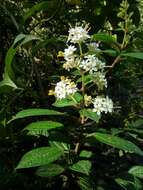 Miconia crocea (Desroussraux) Naud.的圖片