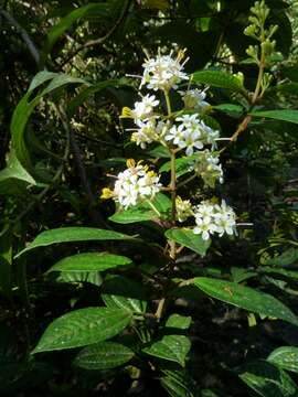 Miconia crocea (Desroussraux) Naud.的圖片