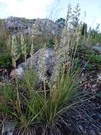 Image of Eurasian Junegrass