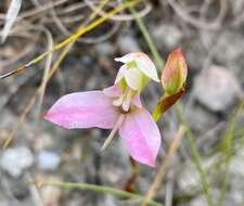 Sivun Disa filicornis (L. fil.) Thunb. kuva