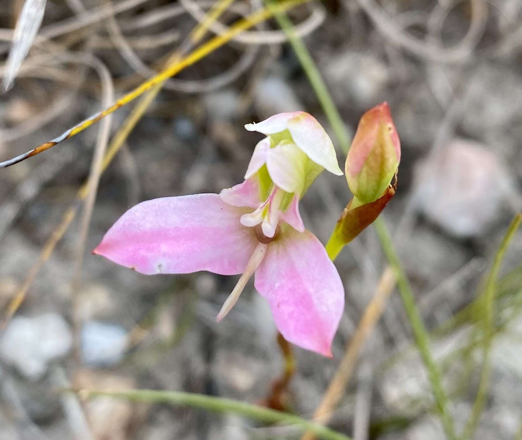 صورة Disa filicornis (L. fil.) Thunb.