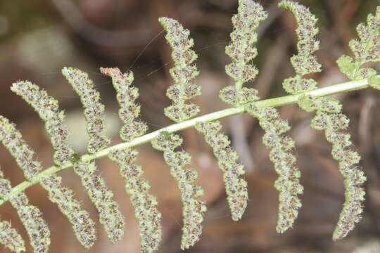 Imagem de Woodsia phillipsii