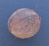 Image of coconut palm