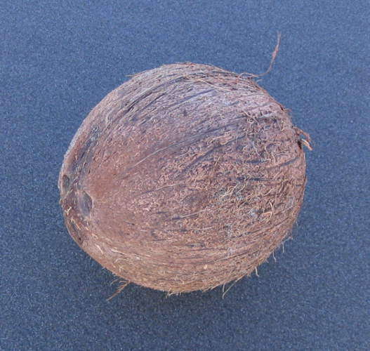 Image of coconut palm