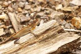 Image of Mouse Anole