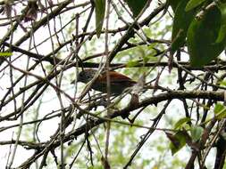 Image of Bar-crested Antshrike