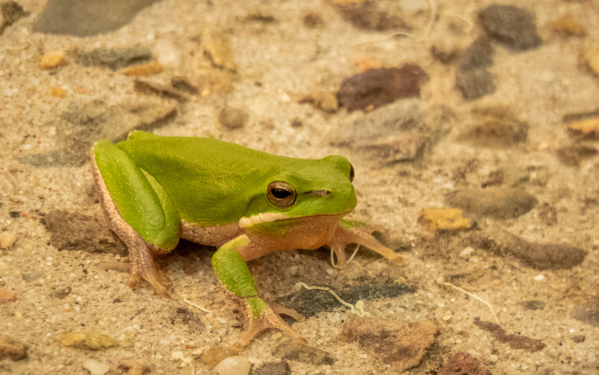 Image of Eastern Dwarf Tree Frog