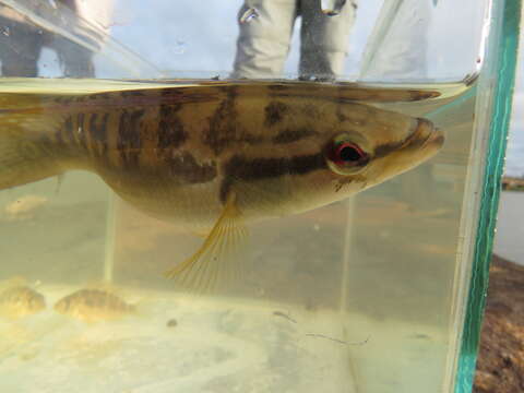 Image of Pike cichlid